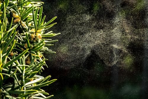 Seasonal Challenges for Industrial Cleaning pollen coming off of tree